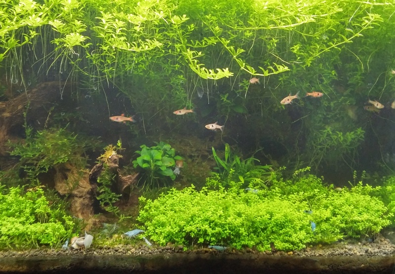 Aquarium de 60l, en début de cycle 20161010