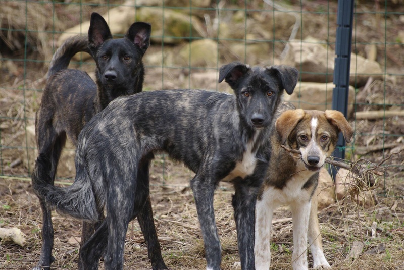 HOLLOW, chiot mâle, croisé, né environ juillet 2016 - REMEMBER ME LAND. Adopté par Sarah et Kevin (depart57) - Page 6 Img_0114