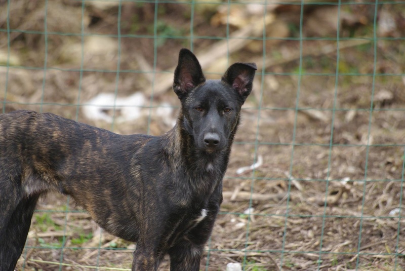 COOKIE - chiot femelle, née mars/avril 2016, taille moyenne - (CARMINA BUCAREST) - Adoptée par Sarah et Kévin (dpt57) - Page 4 Img_0116