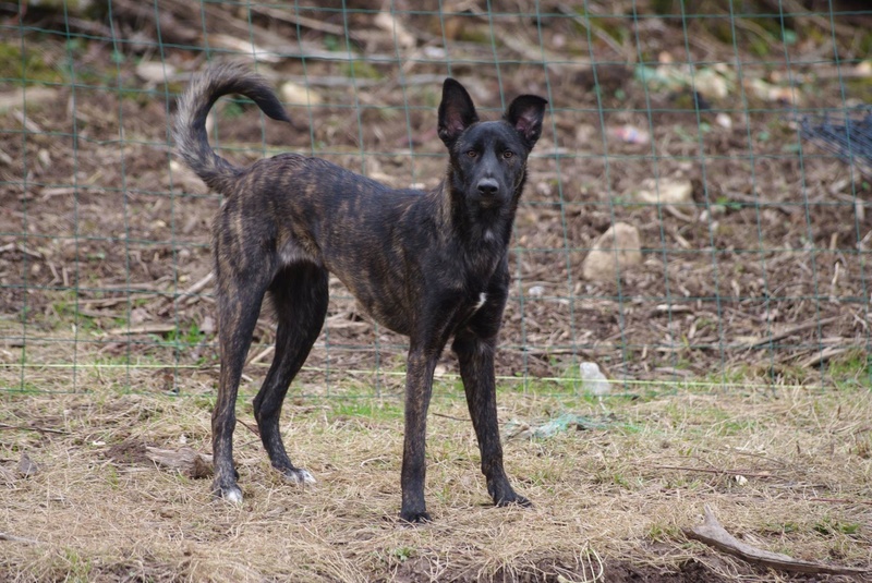 cookie - COOKIE - chiot femelle, née mars/avril 2016, taille moyenne - (CARMINA BUCAREST) - Adoptée par Sarah et Kévin (dpt57) - Page 4 Img_0120