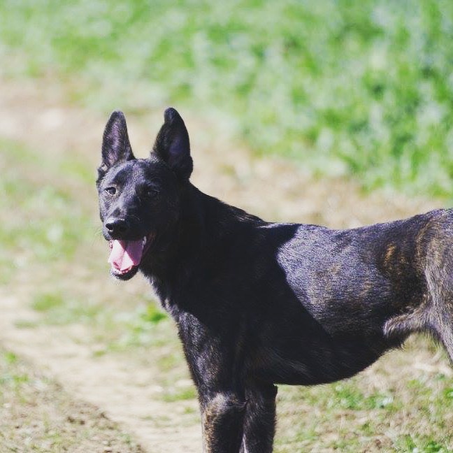 COOKIE - chiot femelle, née mars/avril 2016, taille moyenne - (CARMINA BUCAREST) - Adoptée par Sarah et Kévin (dpt57) - Page 4 Img_0525