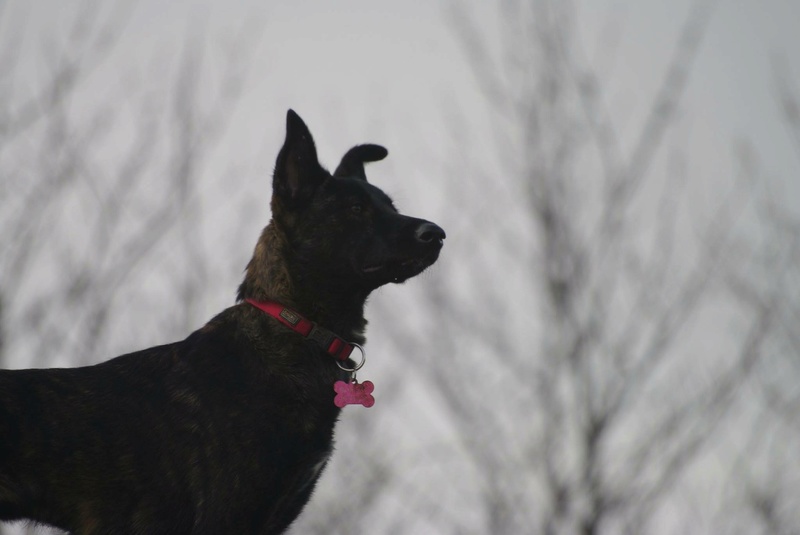 COOKIE - chiot femelle, née mars/avril 2016, taille moyenne - (CARMINA BUCAREST) - Adoptée par Sarah et Kévin (dpt57) - Page 4 Img_5710