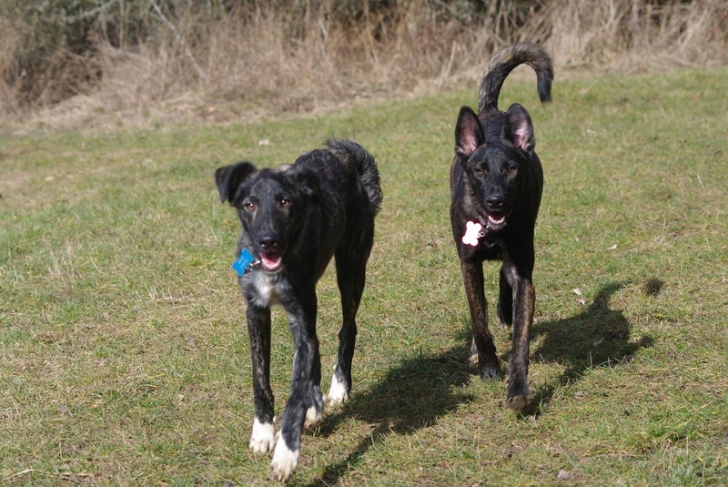 cookie - COOKIE - chiot femelle, née mars/avril 2016, taille moyenne - (CARMINA BUCAREST) - Adoptée par Sarah et Kévin (dpt57) - Page 4 Img_5712