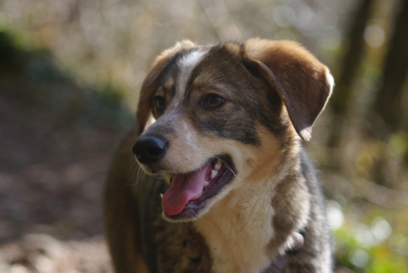 HOLLOW, chiot mâle, croisé, né environ juillet 2016 - REMEMBER ME LAND. Adopté par Sarah et Kevin (depart57) - Page 5 Imgp5425