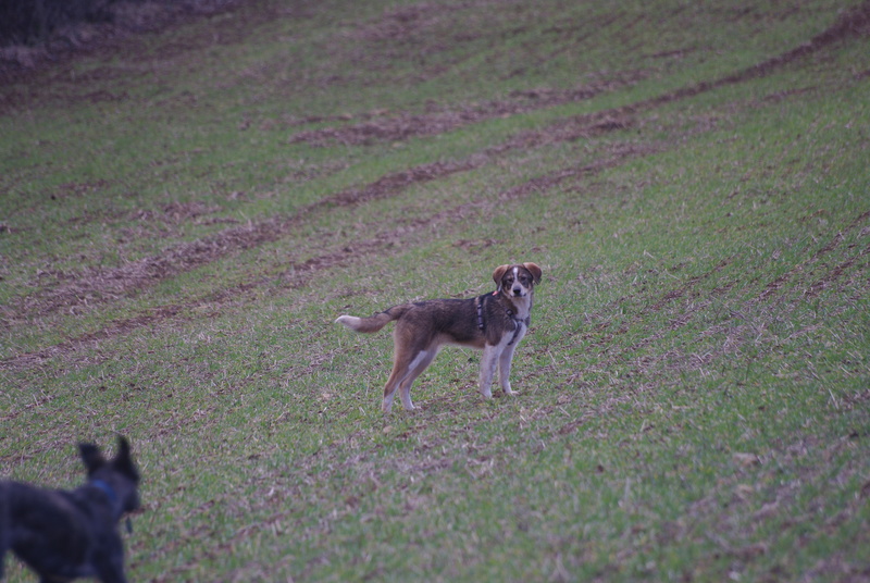 HOLLOW, chiot mâle, croisé, né environ juillet 2016 - REMEMBER ME LAND. Adopté par Sarah et Kevin (depart57) - Page 6 Imgp5427