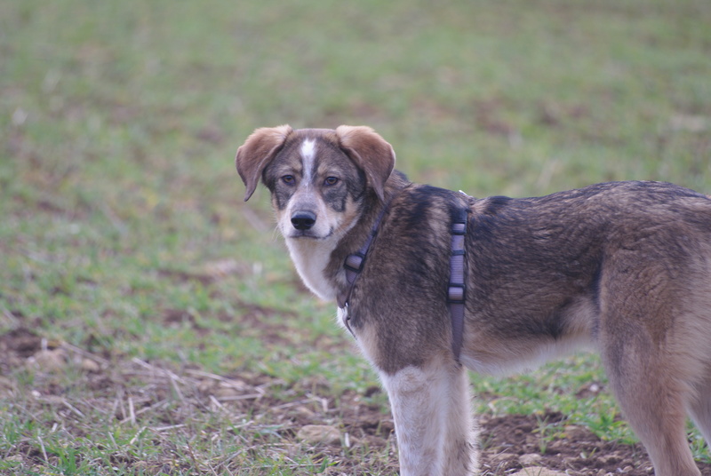 HOLLOW, chiot mâle, croisé, né environ juillet 2016 - REMEMBER ME LAND. Adopté par Sarah et Kevin (depart57) - Page 6 Imgp5429