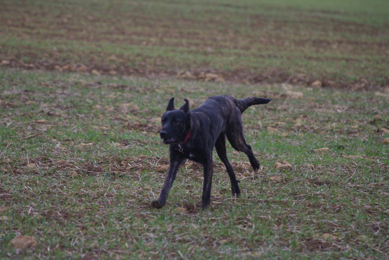 cookie - COOKIE - chiot femelle, née mars/avril 2016, taille moyenne - (CARMINA BUCAREST) - Adoptée par Sarah et Kévin (dpt57) - Page 4 Imgp5440