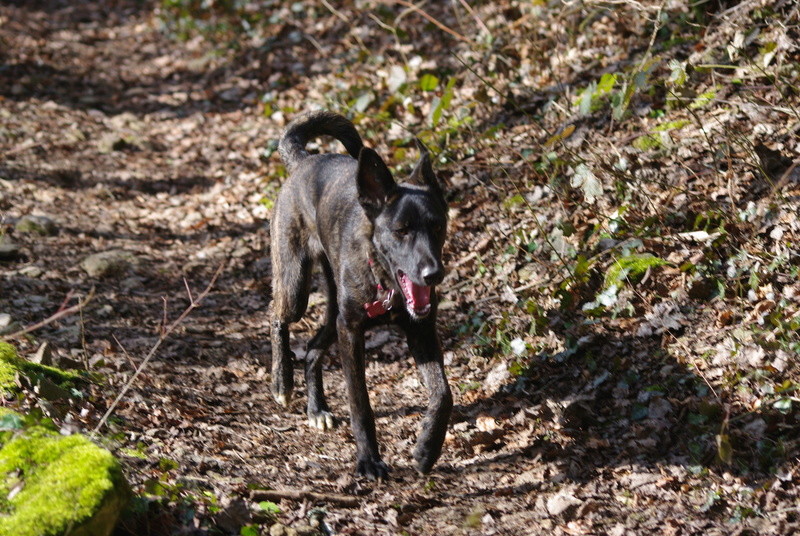 cookie - COOKIE - chiot femelle, née mars/avril 2016, taille moyenne - (CARMINA BUCAREST) - Adoptée par Sarah et Kévin (dpt57) - Page 4 Imgp5448