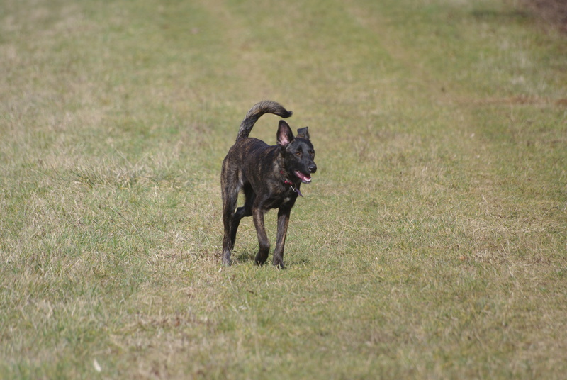 COOKIE - chiot femelle, née mars/avril 2016, taille moyenne - (CARMINA BUCAREST) - Adoptée par Sarah et Kévin (dpt57) - Page 4 Imgp5531