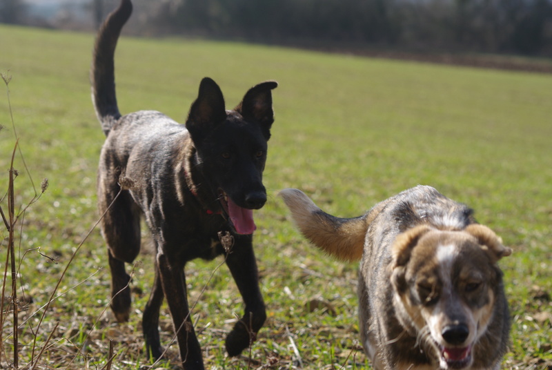 cookie - COOKIE - chiot femelle, née mars/avril 2016, taille moyenne - (CARMINA BUCAREST) - Adoptée par Sarah et Kévin (dpt57) - Page 4 Imgp5539