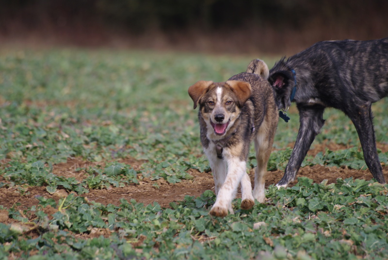 HOLLOW, chiot mâle, croisé, né environ juillet 2016 - REMEMBER ME LAND. Adopté par Sarah et Kevin (depart57) - Page 6 Imgp5613