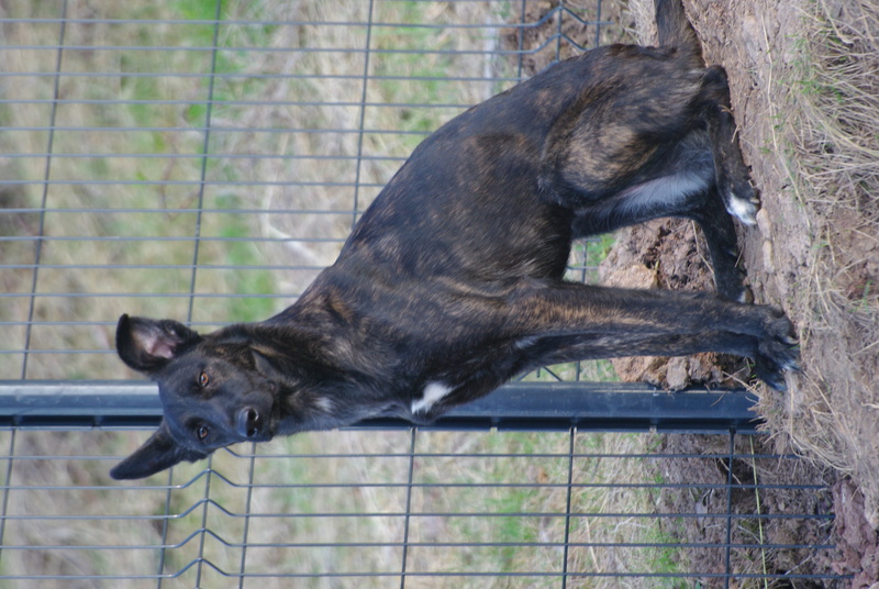 COOKIE - chiot femelle, née mars/avril 2016, taille moyenne - (CARMINA BUCAREST) - Adoptée par Sarah et Kévin (dpt57) - Page 4 Imgp6110