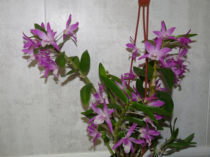 Dendrobium Chan Akatsuki 'Rainbow Dance' Dend_a10