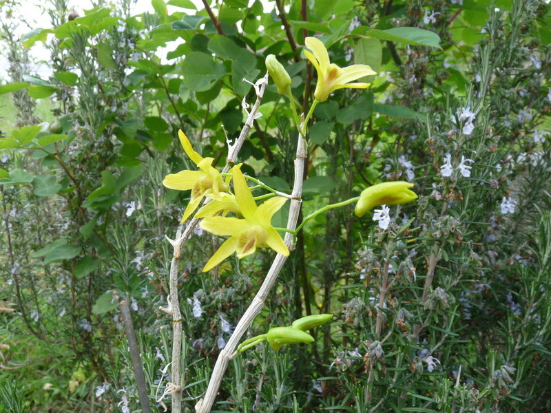 Dendrobium Huoshanensis x Moniliforme Dend_h11
