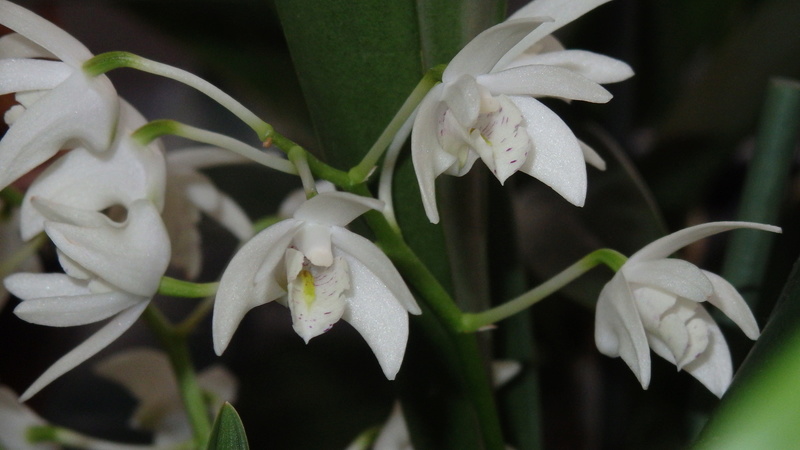 Dendrobium Kingianum Alba Dend_k10