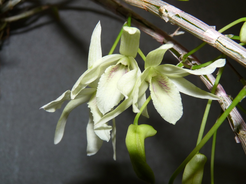 Dendrobium Lamyaiae x Moniliforme x Hercoglossum Dend_l11
