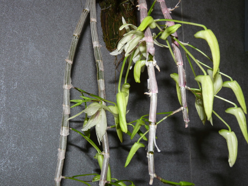 Dendrobium Lamyaiae x Moniliforme x Hercoglossum Dend_l12