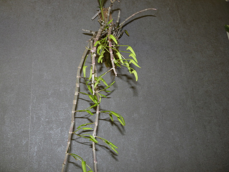 Dendrobium Lamyaiae x Moniliforme x Hercoglossum Dend_l13