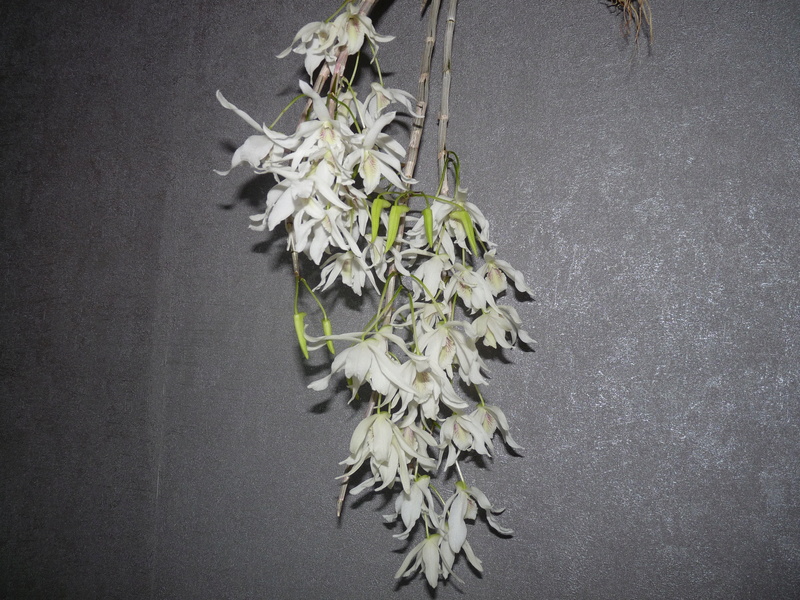 Dendrobium Lamyaiae x Moniliforme x Hercoglossum Dend_l17