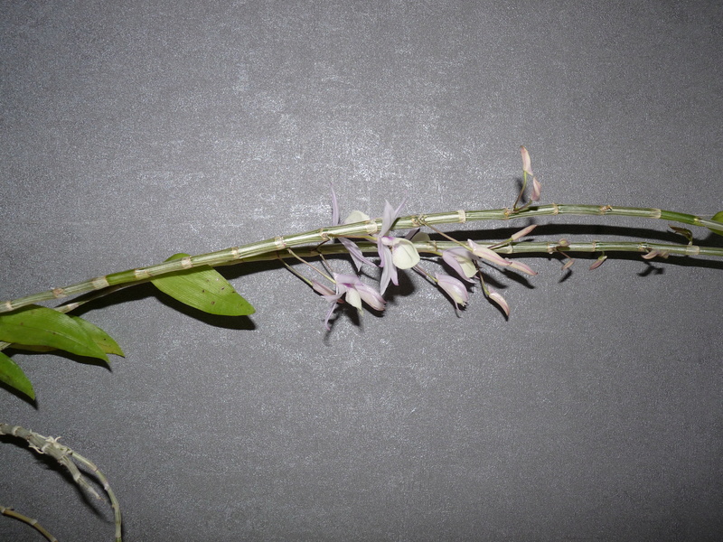 Dendrobium Pierardii var Latifolia Dend_p11