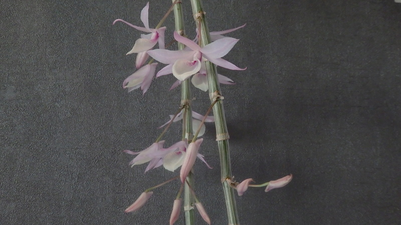 Dendrobium Pierardii var Latifolia Dend_p13
