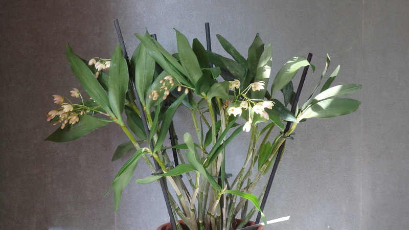 Dendrobium Ruppianum x Falcorostrum Dend_r11