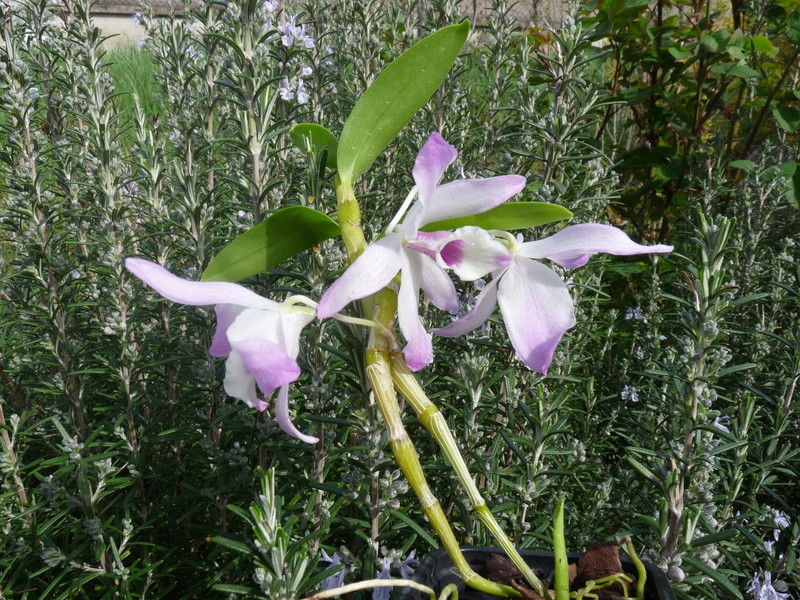 Dendrobium Wiganiae Dend_w11