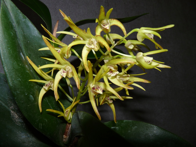 Dendrobium (Gracilicaule x Speciosum) x Hilda Poxon P1200215