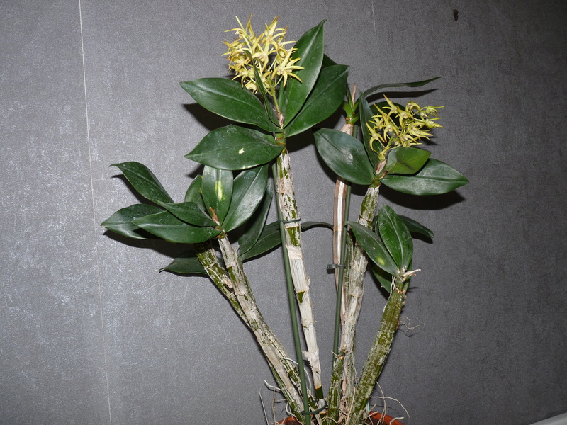 Dendrobium (Gracilicaule x Speciosum) x Hilda Poxon P1200216