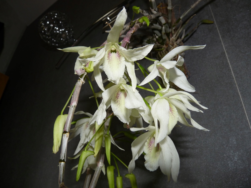 Dendrobium Lamyaiae x Moniliforme x Hercoglossum P1200313