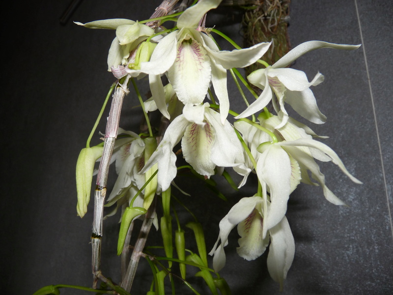 Dendrobium Lamyaiae x Moniliforme x Hercoglossum P1200314