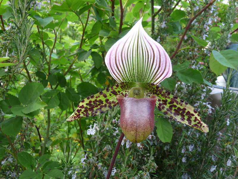 Paphiopedilum ( Hybride de Paphio Lawrenceana) Pahio_11