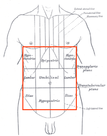 Cadran/ limite de l'abdomen 220px-10