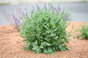 SALVIA E I SUOI USI  Salvia11