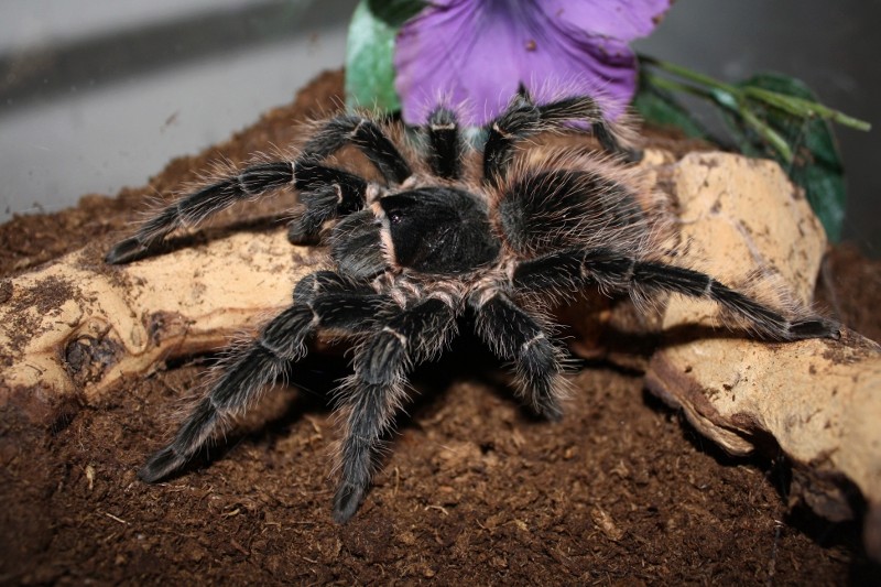 LASIODORA PARAHYBANA (ЛАСИОДОРА ПАРАХИБАНА) 55eac710