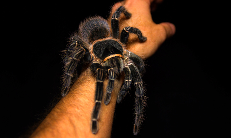 LASIODORA PARAHYBANA (ЛАСИОДОРА ПАРАХИБАНА) 55eac713