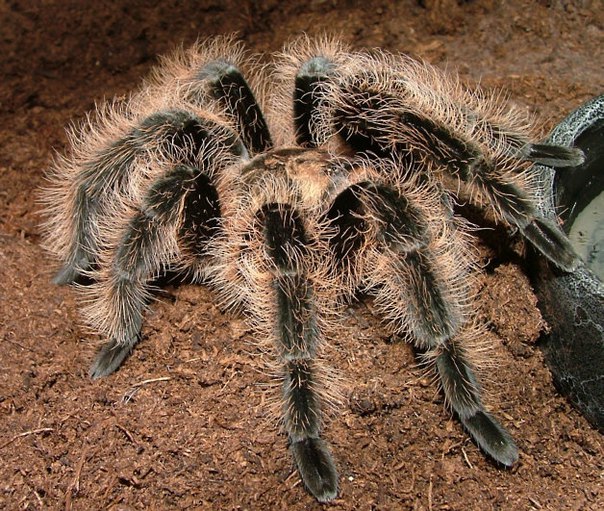 BRACHYPELMA ALBOPILOSUM (БРАХИПЕЛЬМА АЛЬБОПИЛОСУМ) Os1xym11