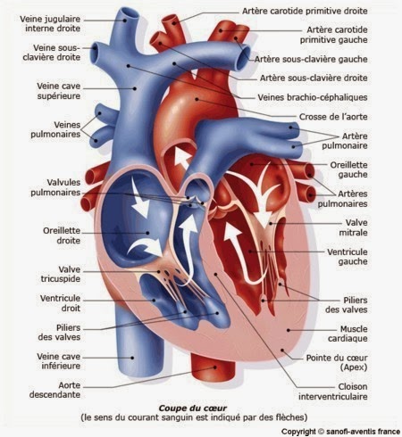 Coeur veines et artères pulmonaires Image12