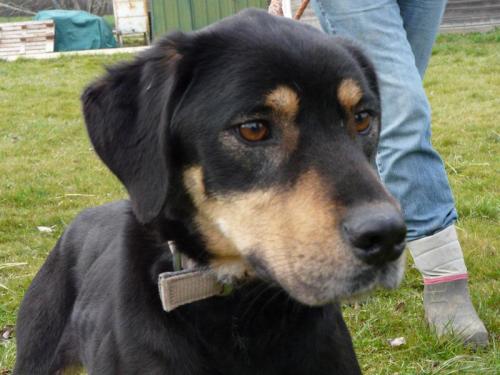 LILI, femelle croisée beauceron née en 2012 32134010