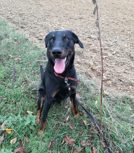 LEUKY , beauceron né en avril 2015 Leuky010