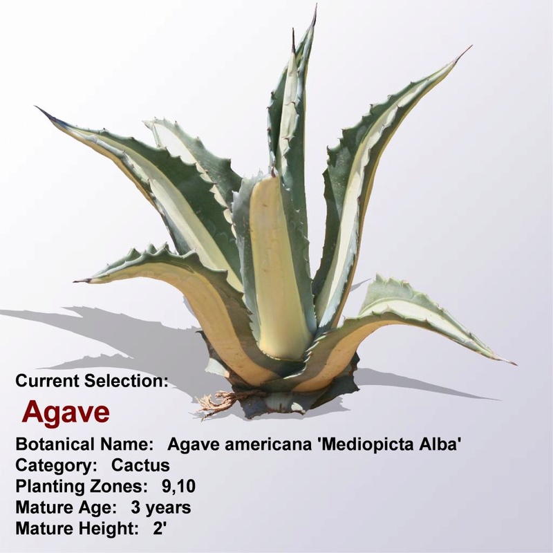 مجموعة من صور  الصبار بالاسماء العلمية   Agave_10