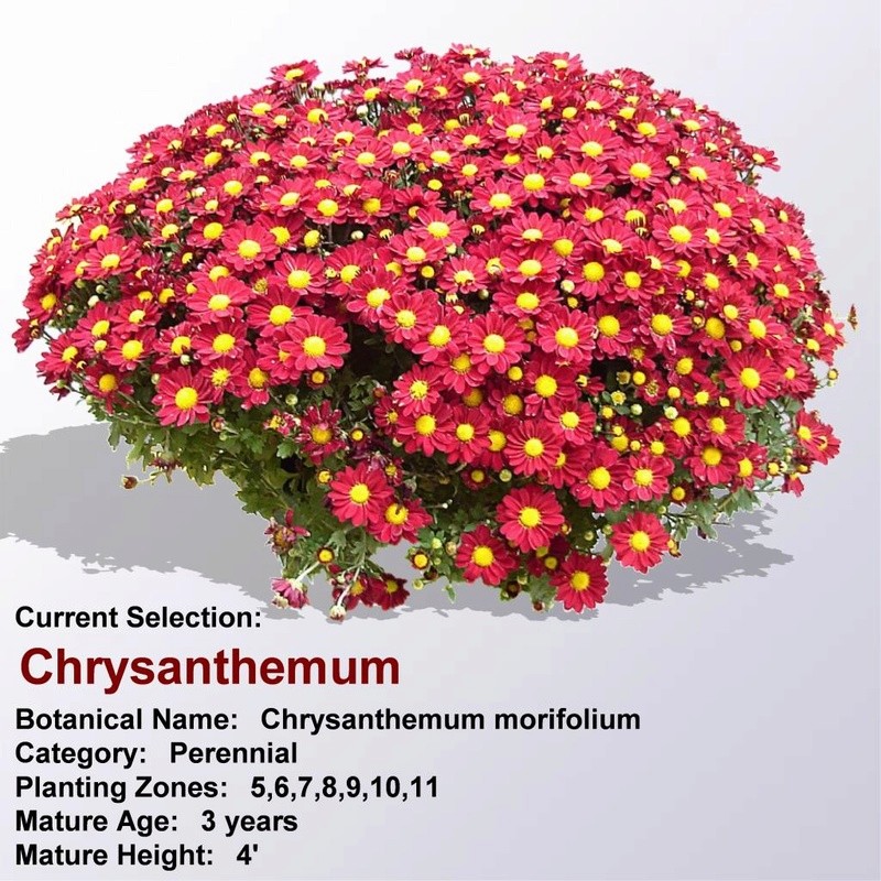 مجموعة من النباتات  المزهرة Chrysa17