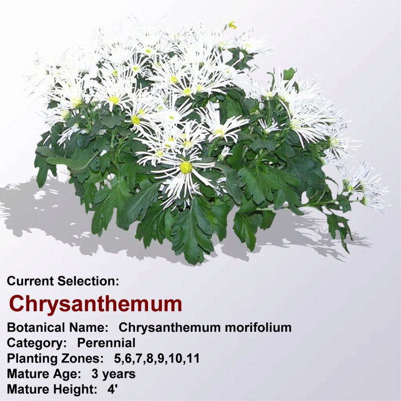 مجموعة من النباتات  المزهرة Chrysa20