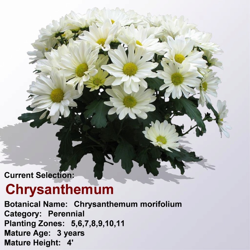 مجموعة من النباتات  المزهرة Chrysa27