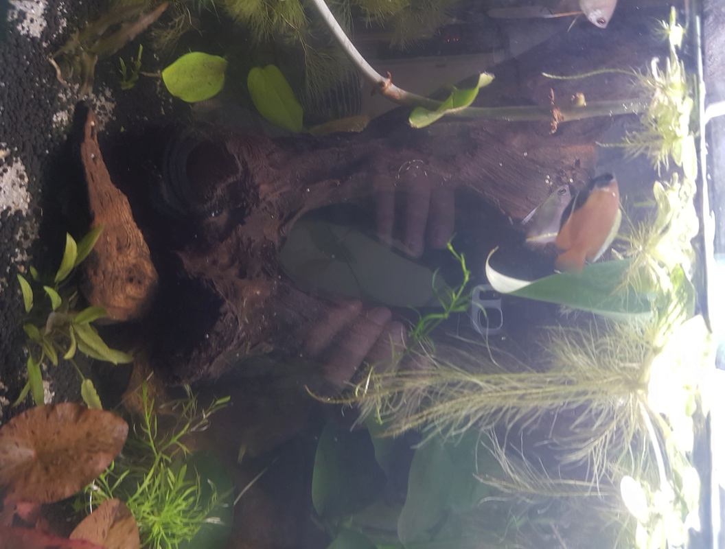 Gourami miel et corydoras Sterbai Myle310
