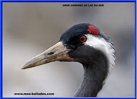 Grues cendrées au dessus du Loiret Th10