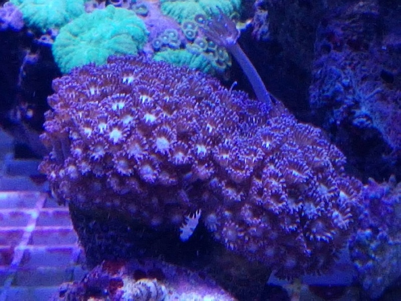 les coraux LPS Resize10