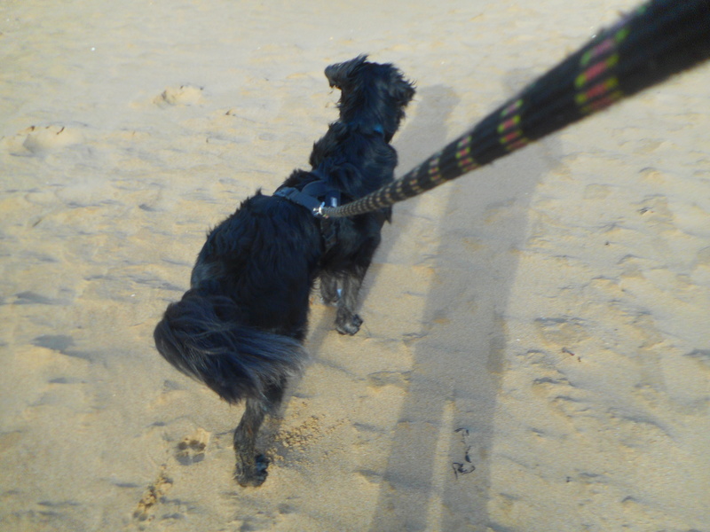 Stella, une amour de chienne très tétue ! - Page 2 Balade33