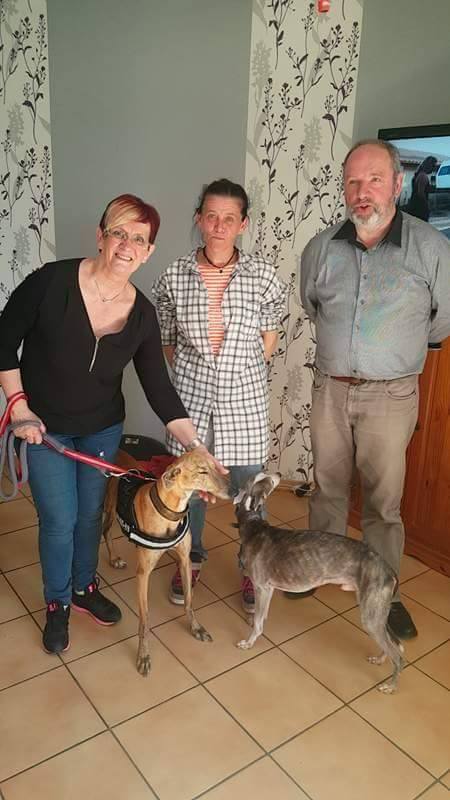 FARRUCA galga bringée clair sCOOBY fRANCE Adoptée - Page 2 17842310