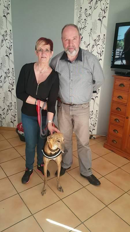 FARRUCA galga bringée clair sCOOBY fRANCE Adoptée - Page 2 17857310